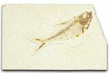 Bargain, Fossil Fish (Diplomystus) - Wyoming #367593-1
